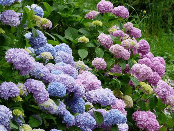 「紫陽花」が見頃を迎える時期はいつ?地域によって差があるようです