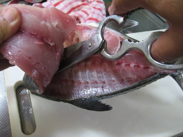 【連載】マアジの居ない地域で堤防アジング！ええ、釣れたから食べます！