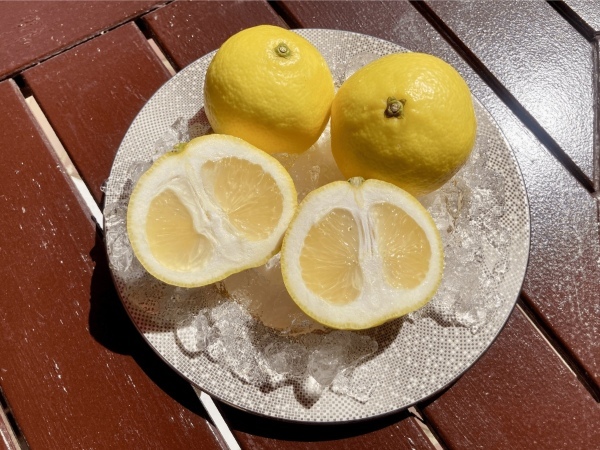 伊豆産ニューサマーオレンジパフェを期間限定販売
