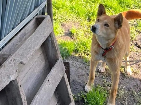 【エスケープゴート】ヤギの飼育小屋で珍事件発生　まさかの場所から大脱走