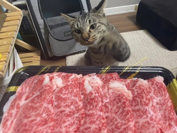 肉のニオイに敏感な猫さん　食べたい気持ちがあふれすぎて至近距離でジー