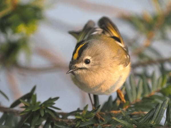 かわいい日本最小の鳥「キクイタダキ」、その生態は？飼育はできるの？