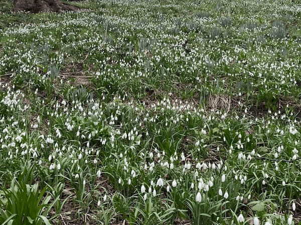 イギリスの季節の花々の織りなす絶景を楽しもう！