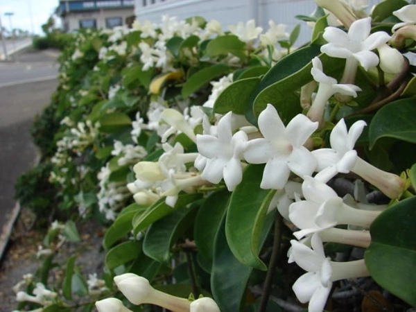 【連載】室内でも楽しめる鉢植えはどれ？初心者にもおすすめの春の花鉢をご紹介