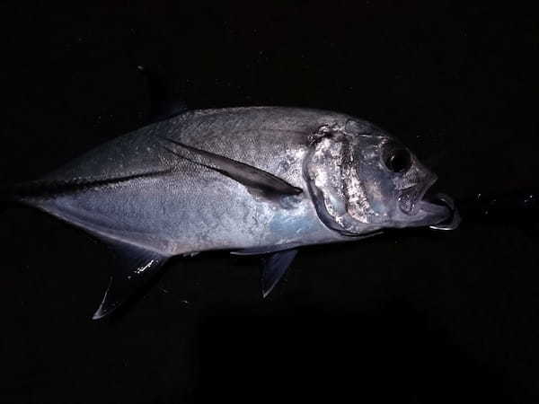 【連載】釣っ食べ第24弾！令和3年初物のオニヒラアジをしゃぶしゃぶで！