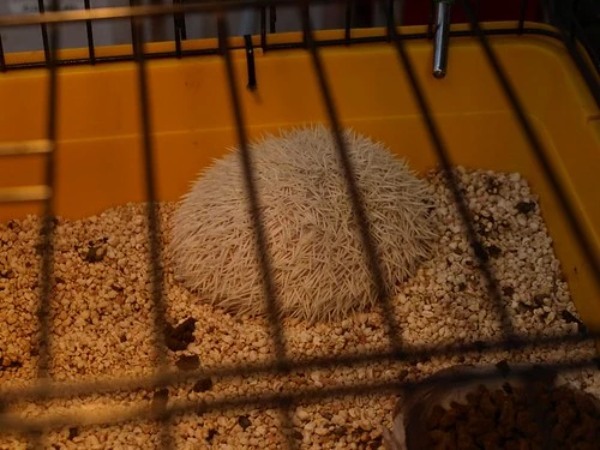 ハリネズミを飼いたい!ペットにおすすめの種類や飼い方、寿命についても解説!