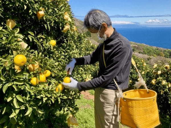 伊豆産ニューサマーオレンジパフェを期間限定販売