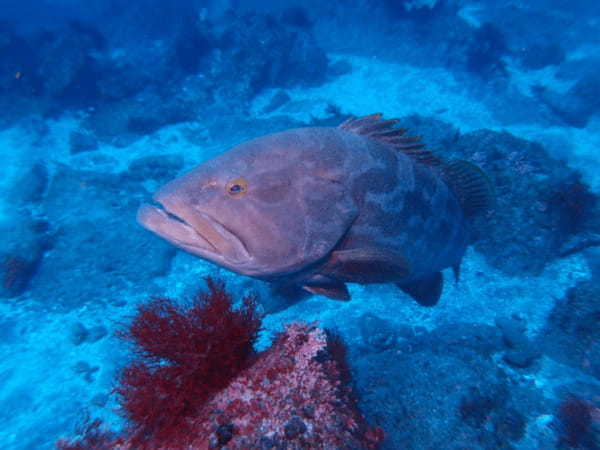 高級魚「クエ」とはどんな魚？ハタとは違う魚なの？