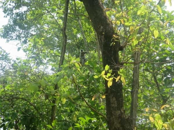ネパール・世界遺産チトワン国立公園でアドベンチャー体験!!~日本じゃ体感できない非日常のひとときを~(後編)