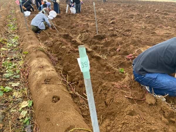 行列を避ける傾向にある熊本県人が列をなしてたので、その先に何があるのか行ってみたら芋ほりしてた
