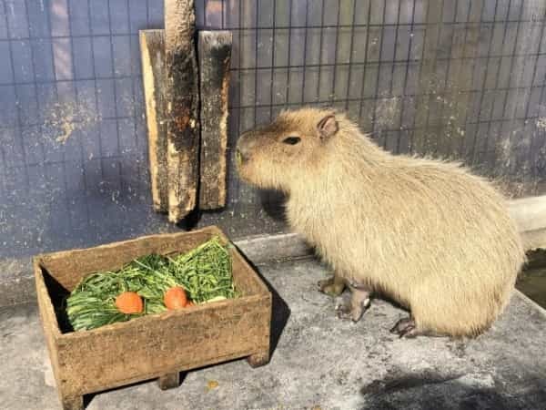 カピバラはペットとして飼育できる？飼い方や購入方法、寿命についてもまとめて解説！