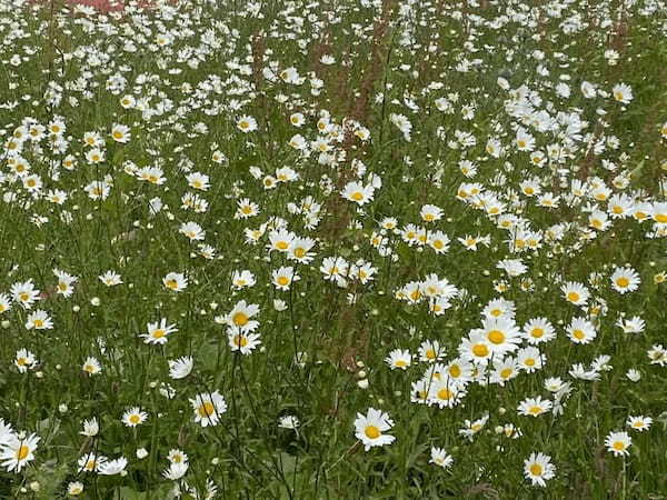 イギリスの季節の花々の織りなす絶景を楽しもう！