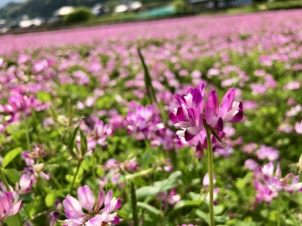 レンゲソウの花言葉は?その由来は姿かたちや効能にあるとも