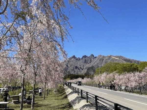 【阿蘇郡高森町】早よ行かんと散ってしまうばい！１.５kmの桜ロードが幻想的な「サクラミチ」に行ってきた！