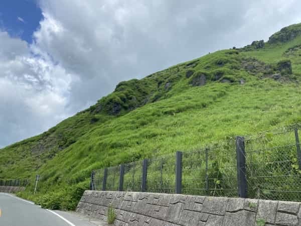 平成初期に流行した人面魚は今どうしているのか調べてみました。