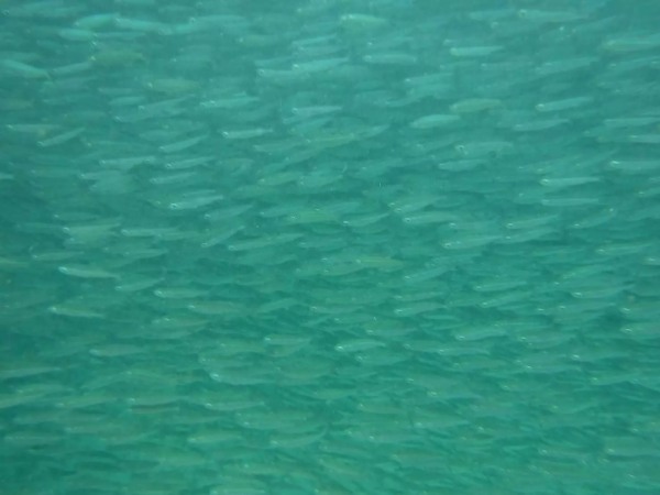 【初心者向け】太刀魚釣りの攻略ガイド！餌の仕掛けから釣り方のコツまで徹底解説！