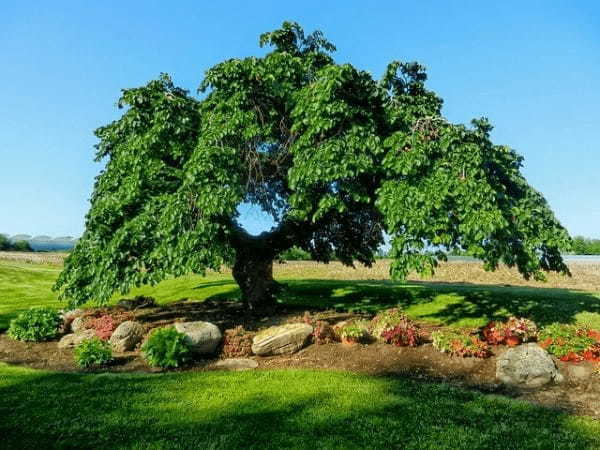 絶対枯れない、欅(ケヤキ)のミニ盆栽の作り方講座!植え替え方法や用土の作り方も!