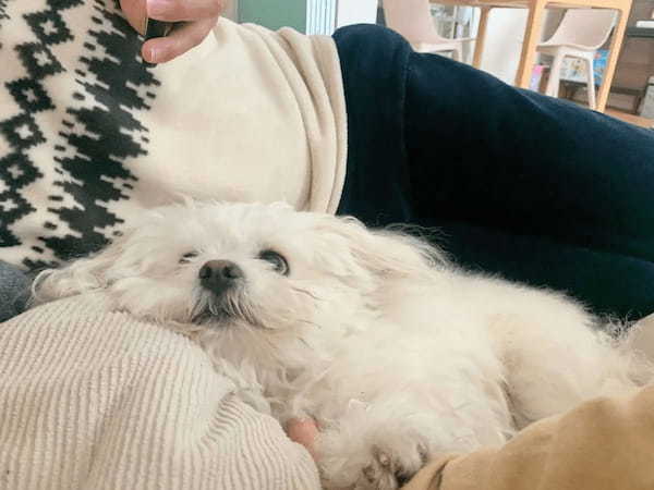 至福のひととき　飼い主夫婦に挟まれて溶けてしまったワンちゃん