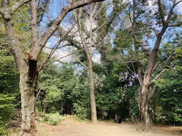 【熊本の無人神社】西区を一望できる「下松尾八幡宮」