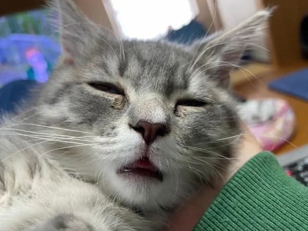 おじいちゃん？お父さん？　猫のクセ強めな寝顔に脱力