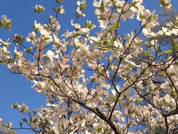「ハナミズキ」とはどんな花?あの名曲にリンクするような花言葉も!