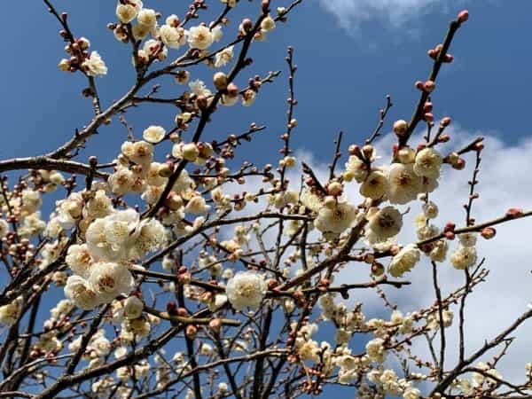 西宮の梅の開花をちょっと【西宮フォト】