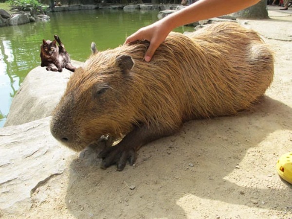 カピバラはペットとして飼育できる？飼い方や購入方法、寿命についてもまとめて解説！