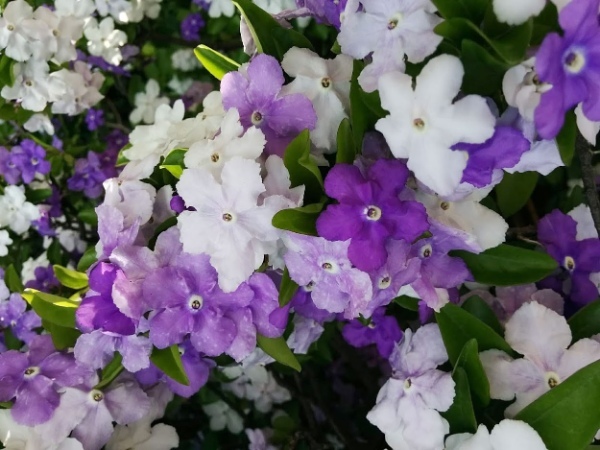 【読めたらスゴイ!】「匂蕃茉莉」って一体何?神秘的な変化が見られるモノだった!この漢字、あなたは読めますか?