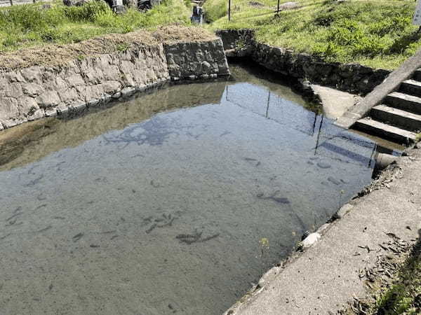 湧き出る美しい水を飲んで散歩をしたら、ロマンが見えた～菊池市七城町亀尾　前川水源、亀尾城跡～