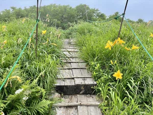 【山形】月山八合目・弥陀ヶ原湿原の歩き方