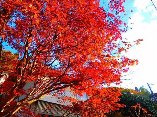 インスタ映え間違いなし★ため息が出るほど美しい瑠璃光院の紅葉