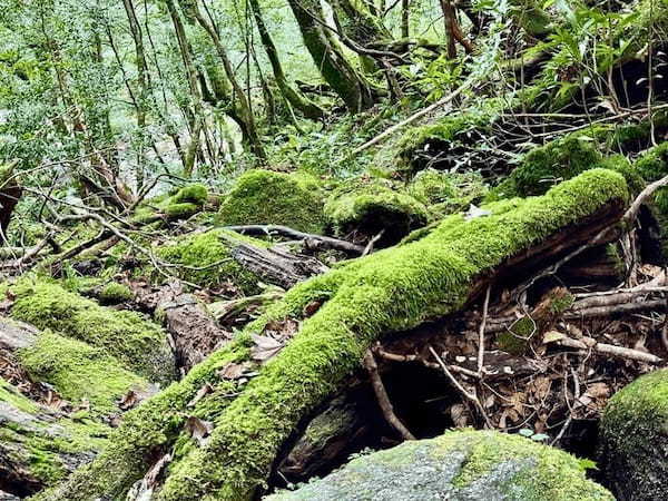 【鹿児島】屋久島の白谷雲水峡に行かれる方へ注意（2024年11月現在）