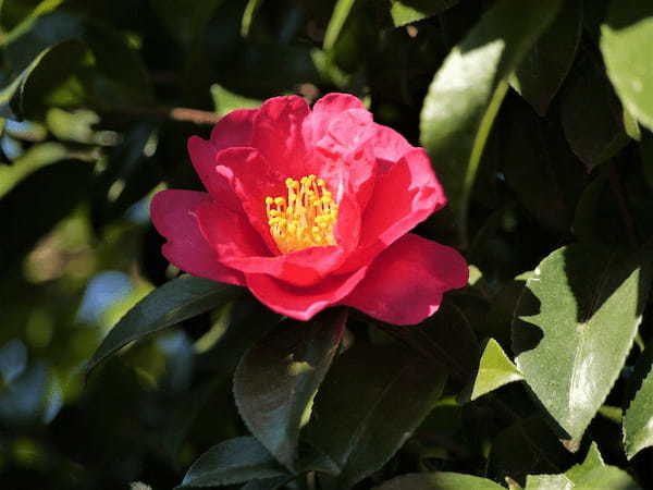 そっくりな花「山茶花」と「椿」、その違いは?それぞれの花言葉はなに?