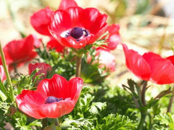アネモネの花言葉はネガティブなものが多い!その理由はギリシア神話にあり?!