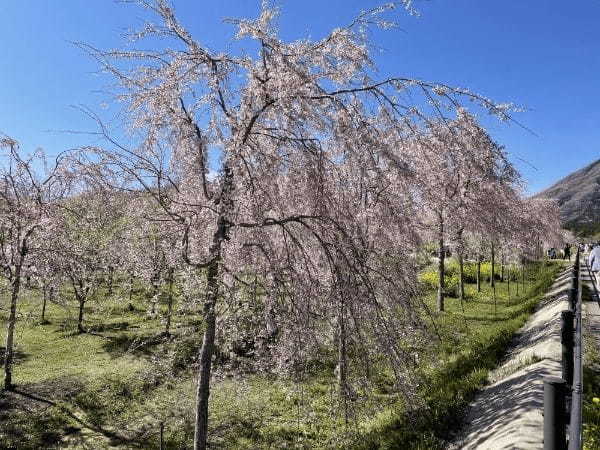 【阿蘇郡高森町】早よ行かんと散ってしまうばい！１.５kmの桜ロードが幻想的な「サクラミチ」に行ってきた！