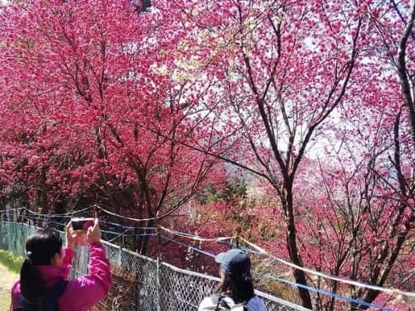 【お花見登山】桜満開のお伊勢山から岩殿山を縦走する日帰り山旅