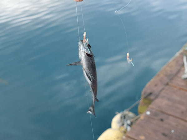 魚の締め方ガイド！釣った魚を持ち帰る際の正しい締め方をご紹介！