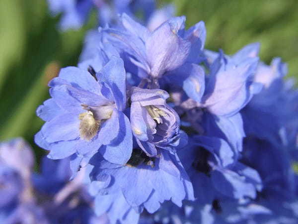 サムシングブルーとしてブーケに使用される「デルフィニウム」、その花言葉は?