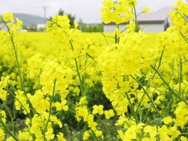 妻と訪ねた滝川市の「菜の花まつり」