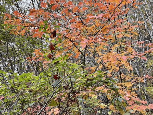 【島根】石見富士「三瓶山」のカルデラを大縦走！