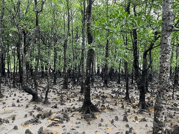 【沖縄】石垣島イチのラグジュアリーホテルが挑むサステナブルな旅行プランを体験！