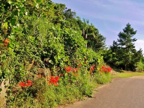 【葛西臨海公園】真冬の醍醐味「23区最大規模のスイセン畑」と「日本最大級の大観覧車から眺める富士山」。四季の花情報もお伝えします