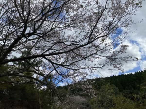 秋にあじさい蓮華パークに行ったら10月桜が満開だった！