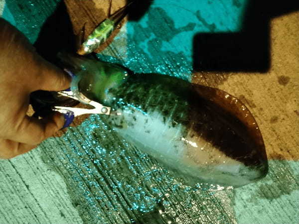 【連載】南の島の釣り事情「雨・風・珍魚のものがたり」正月用に何か釣れ！