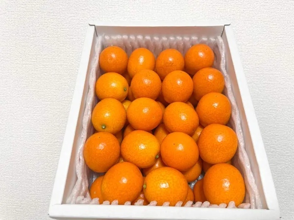たまたまの最高峰「たまたまエクセレント」買ってみた 完熟きんかん上位約3%の高級品