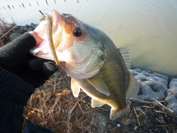 バス釣りの時期と時間帯とは？季節ごとに時間帯などのポイントをご紹介！