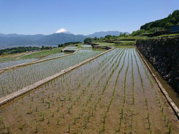 （南アルプス市）富士山が見える絶景の棚田と銘菓清月のイタリアンロール