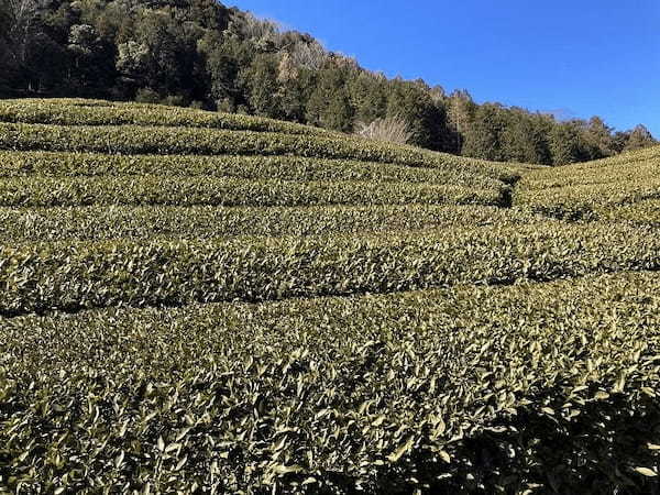 【国境の島】対馬のグルメ（穴子、対州そば、ろくべえetc）を食べまくる！