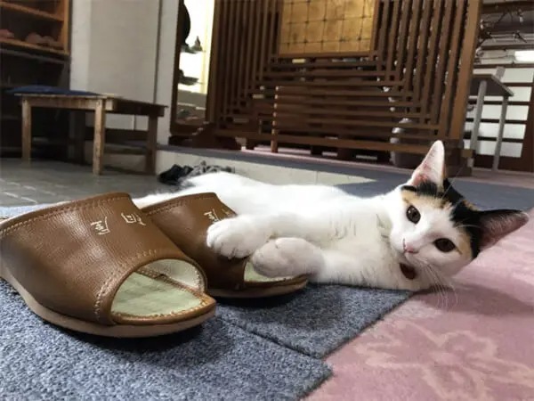 お客様のスリッパ温めますニャ　看板猫たちと触れ合えるねこ宿「桐屋旅館」