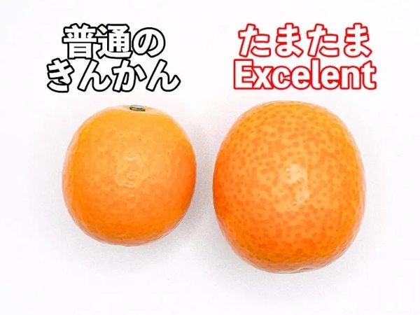たまたまの最高峰「たまたまエクセレント」買ってみた 完熟きんかん上位約3%の高級品